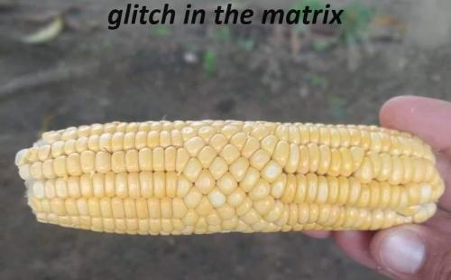 glitch in the matrix