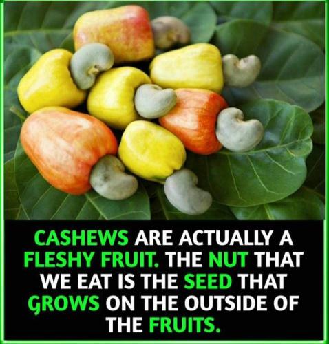 cashews