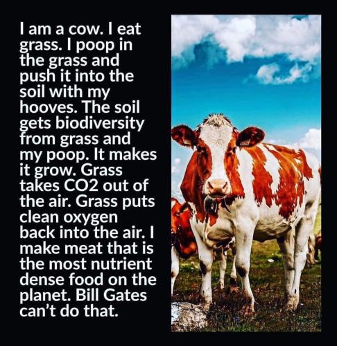 I am a cow