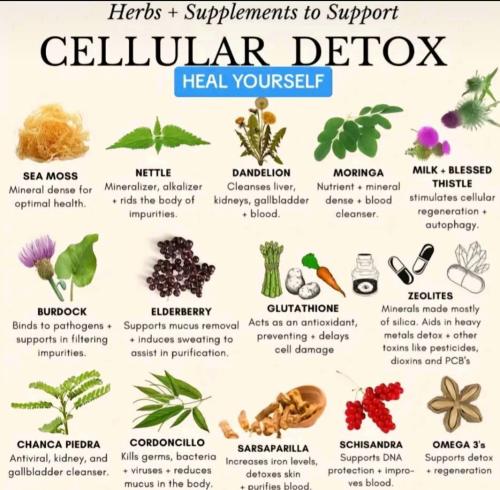 ! Natural Detox Herbs
