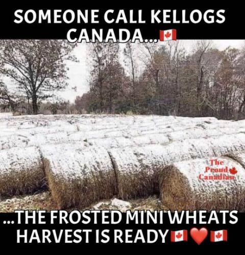 mini wheat harvest