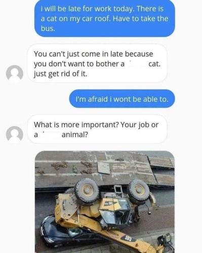 cat on my car