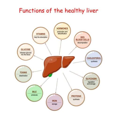 Healthy liver functions