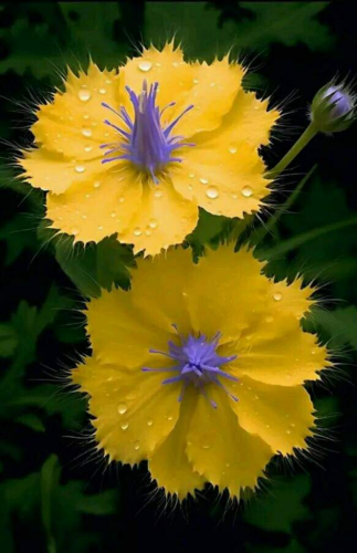 Beautiful yellow flowers with dew