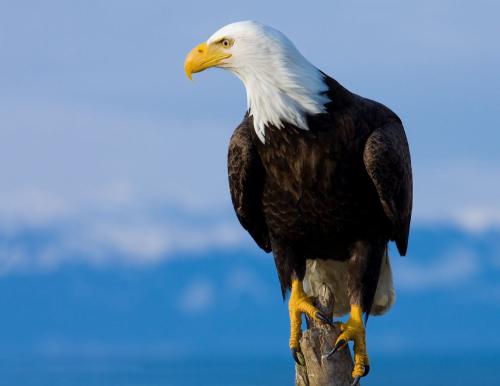 perched-bald-eagle-getty-0421-2000-92e6a1c13a5445088e1f80cea7c7bd67