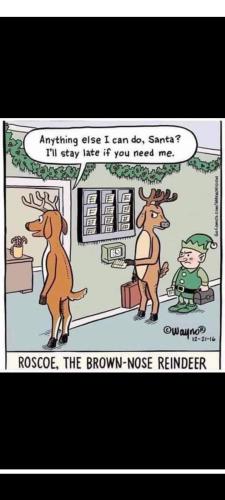 reindeer