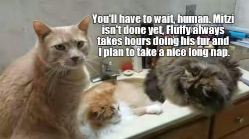 sngine_db7de37a6d0f95fc70cdf6ad0a491593