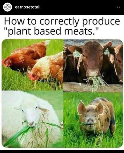 plant based meat