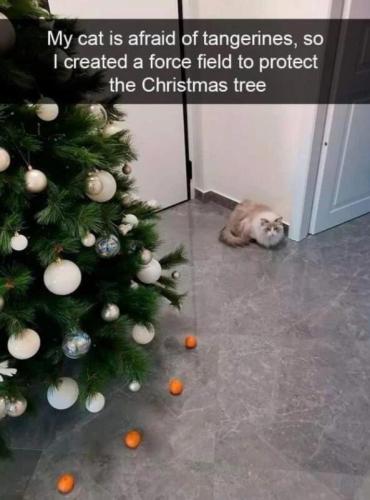 afraid cat