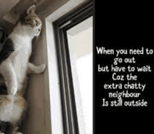 sngine_e129729cabf2932a06e2774665636929