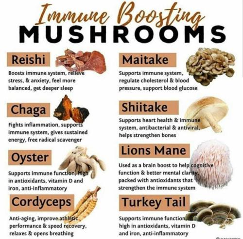 Immune Boosting Medicinal Mushrooms