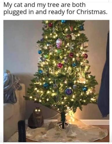 cat_tree_plugged_in