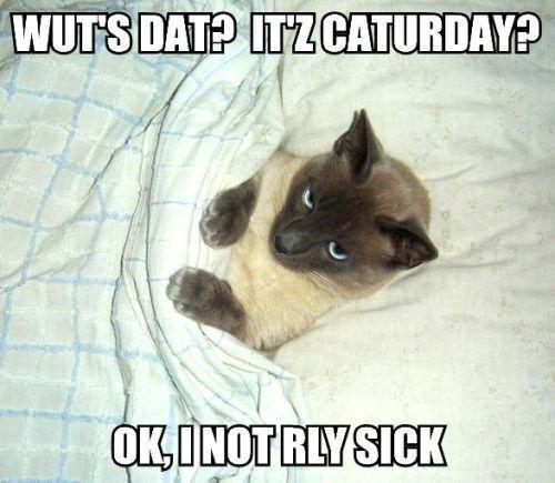 wuts-dat-itz-caturday-ok-i-not-rly-sick