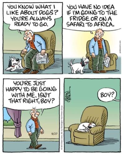 dog on chaair
