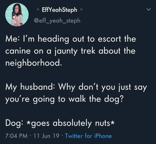 husband-why-dont-just-say-going-walk-dog-dog-goes-absolutely-nuts-704-pm-11-jun-19-twitter-ipho