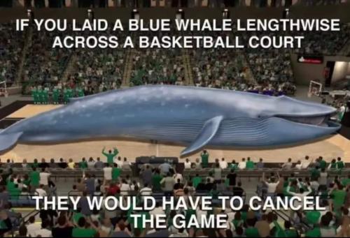 blue whale