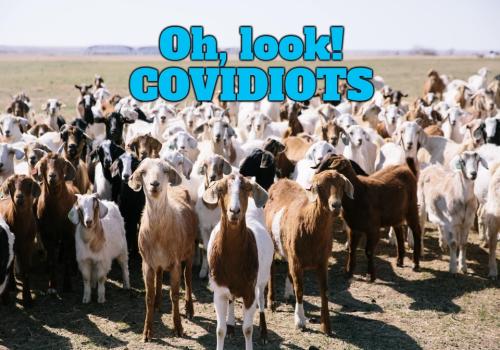 Oh look COVIDIOTS.960px