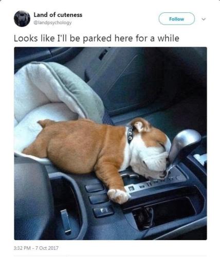 dog-land-cuteness-landpsychology-looks-like-be-parked-here-while-332-pm-7-oct-2017-6900-follow