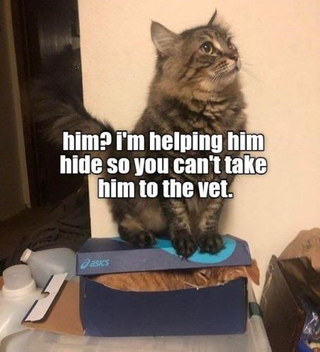 him-helping-him-hide-so-cant-take-him-vet-asics