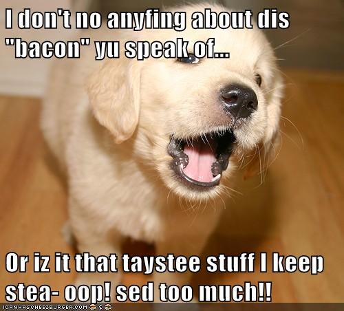 wat-iz-dis-bacon-yu-speak-of