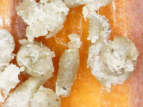 POWDERED BIO FILM SCRAPINGS