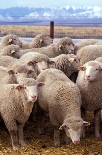 Flock_of_sheep