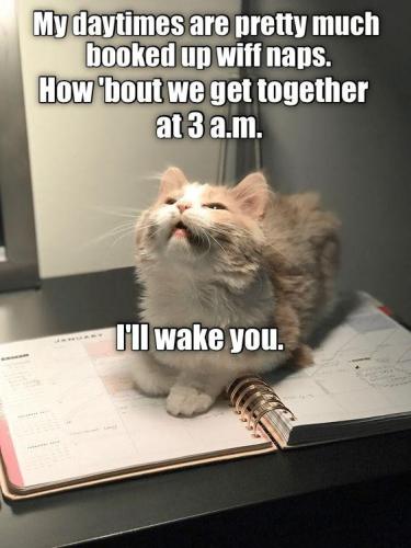 sngine_bd9059f64a3d9225e3489d3de784178d