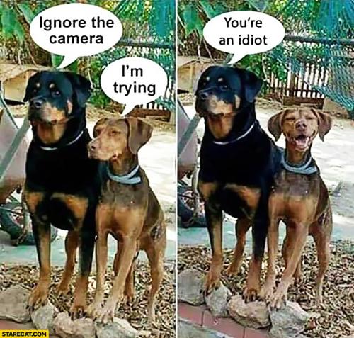 dogs-ignore-the-camera-im-trying-youre-an-idiot-happy-dog-smiling