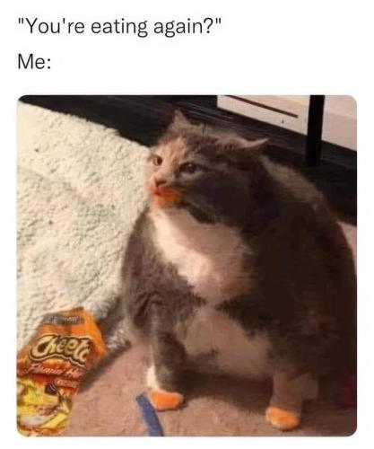 fatcat