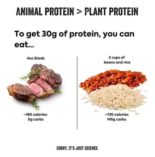 protein