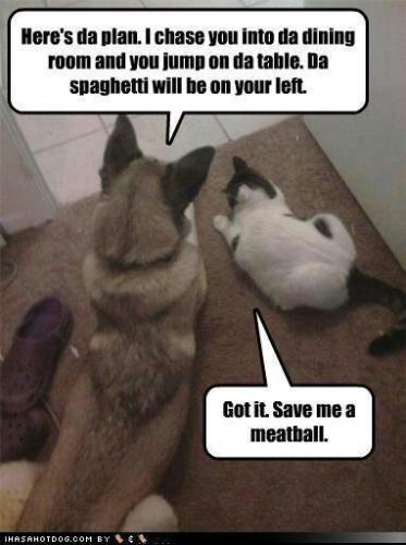 sngine_15787a5f87eeb05ea6fec74867473cef