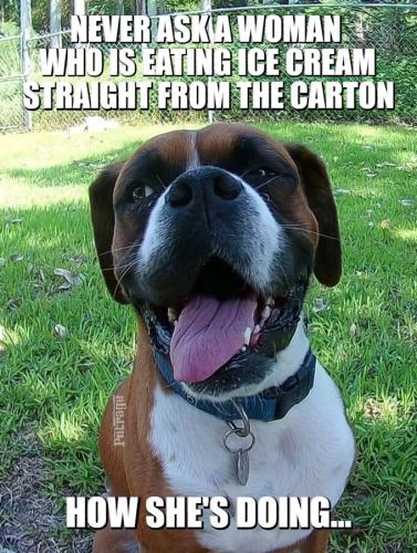meme-sarcastic_boxer_dog_meme_sparks_on_the_loose_(1)5d65777ac6c28