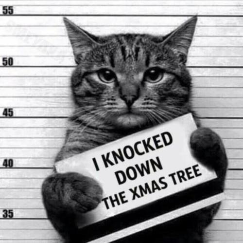 Cat vs xmas tree