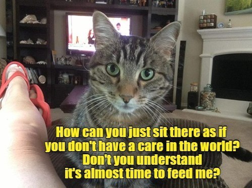 its-almost-time-to-feed-me