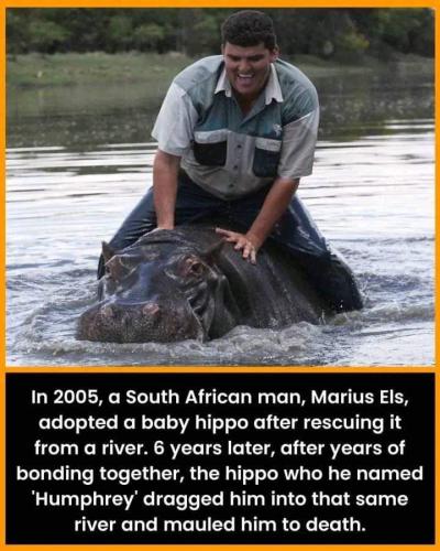 ride the hippo