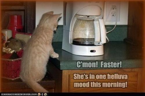 sngine_b94c4e1469b623269c34a69ab4ef1ee5