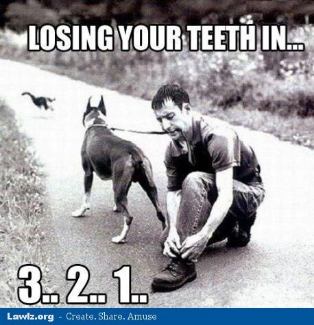 losing-your-teeth-in-3-2-1-dog-man-tying-shoes-meme
