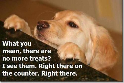 0ef8a1afd13d972fe76f4b66133049df--animal-funnies-funny-animals