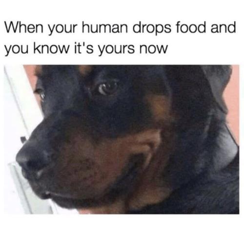 dog-human-drops-food-and-know-s-yours-now