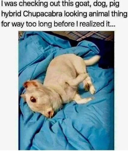 checking-out-this-goat-dog-pig-hybrid-chupacabra-looking-animal-thing-way-too-long-before-reali