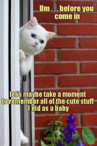 sngine_11f5b312e3975112bf2c30574623a44a