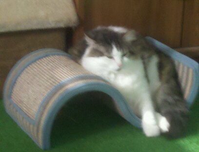 1310001202596 - Copy