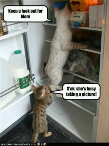 35b253c38d4b6fb3717e2e153fd349a4--adorable-animals-funny-animals