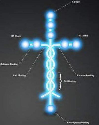 Laminin