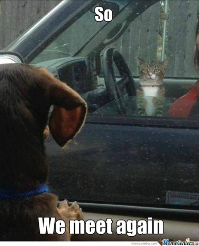 meme-of-a-dog-and-cat-that-meet-up-at-the-lights-when-their-owners-car-pull-up-at-the-same-time