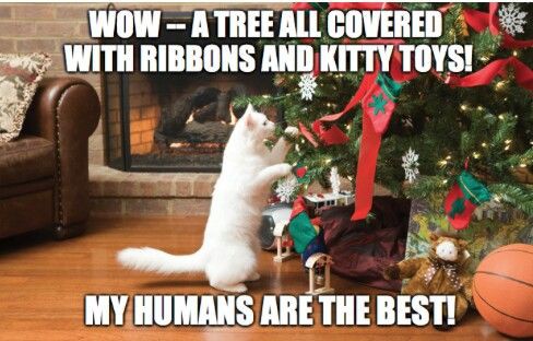 431906120b98bb226fb5de93362f63b5