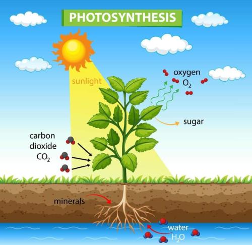 photosynthesis