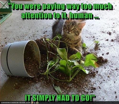 i-want-your-undivided-attention