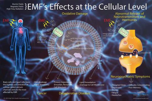 EMF Damage at the Cellular level