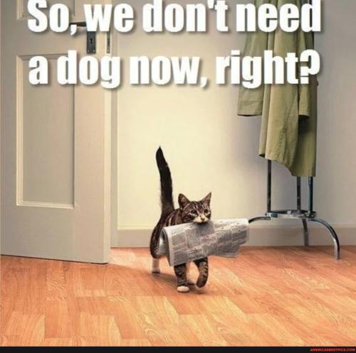 sngine_372b488f9b073013805ce7f424aa3548